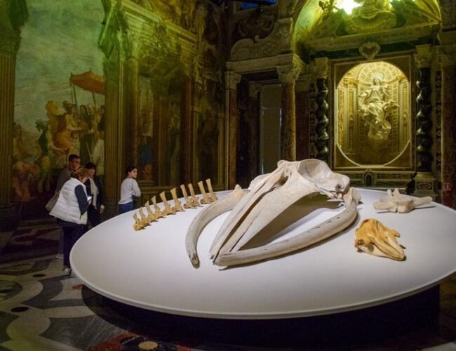 ¡Últimas noticias de Moby Dick! ¡La gran ballena avistada en Génova!