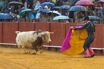 La oreja que se llevó la lluvia…