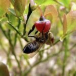 ¿Tienes muchas infecciones de orina? El zumo de arándano puede potenciar el efecto del antibiótico