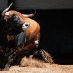 Osornio, Montaldo y Julio Méndez cierran las novilladas de San Isidro