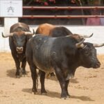 Lances de Futuro exhibirá los toros del Corpus en la Real Venta de Antequera y convertirá Adriano en una gran fiesta taurina
