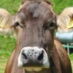 Desde Estados Unidos, que debe castrar 600 millones de moscas po semana para salvar a sus vacas, hasta las tierras raras: ¿son raras de verdad? ¿O solo chinas?