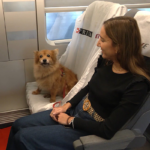 Los perros podrán ocupar una plaza en los trenes de Renfe: 40 euros por trayecto y junto a la ventanilla
