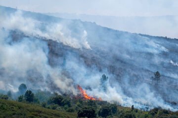 El incendio de La Mierla (Guadalajara) frena su avance a Soria y afecta ya a unas 29.000 hectáreas
