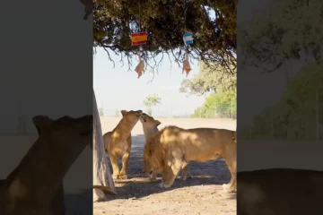 La manada de leones de Safari Madrid elige entre España y Argentina en un curioso experimento
