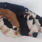 Investigan a un hombre por arrojar a un contenedor a siete cachorros de perro vivos en la provincia de Cáceres