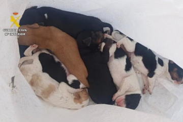Investigan a un hombre por arrojar a un contenedor a siete cachorros de perro vivos en la provincia de Cáceres