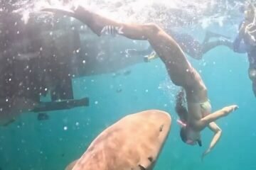 La obsesión de los influencers por hacerse un selfi con tiburones: mordeduras a cambio de likes