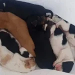 Investigado por tirar siete cachorros a un contenedor en Cáceres