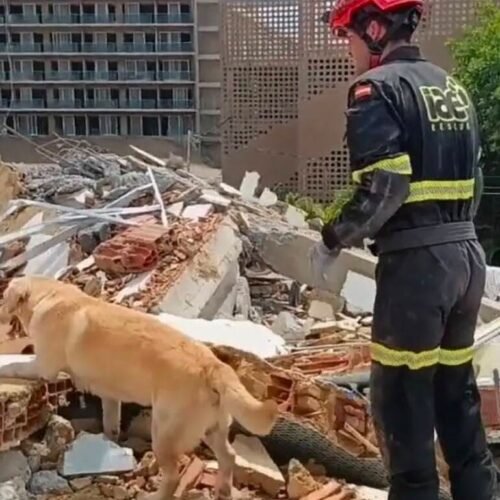 La extraña muerte de Quino, el perro que fue un héroe en Venezuela y desató una ola de solidaridad tras regresar a Valencia con hemorragias
