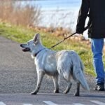 Entró en vigor: el seguro que tienes que tener de forma obligatoria para tu perro, según la Ley de Bienestar Animal