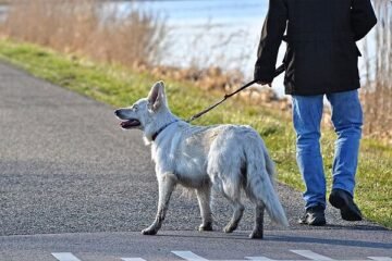 Entró en vigor: el seguro que tienes que tener de forma obligatoria para tu perro, según la Ley de Bienestar Animal